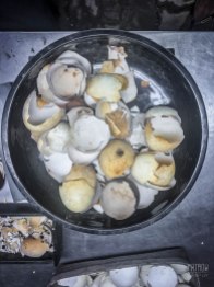 Duck Egg Shells